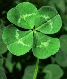 four-leaf-clover-picture