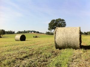 round bales of hay