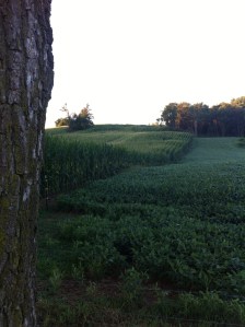 cornfield side
