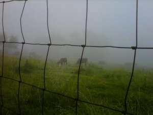 spiderfogcows