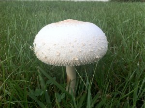 mushroom