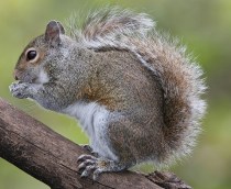 Eastern_Grey_Squirrel