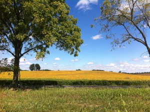 The golden field on Sunday