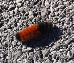 wooly caterpiller