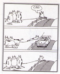far side cows
