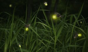 fireflies