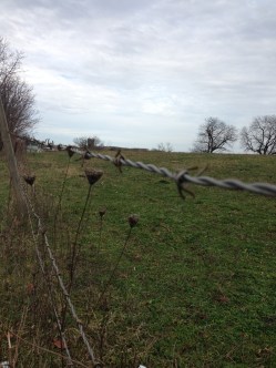 barbed wire
