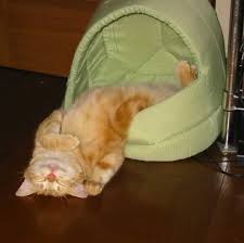 cat falling out of bed