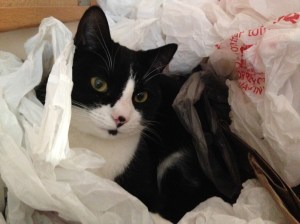 Artemis in bags